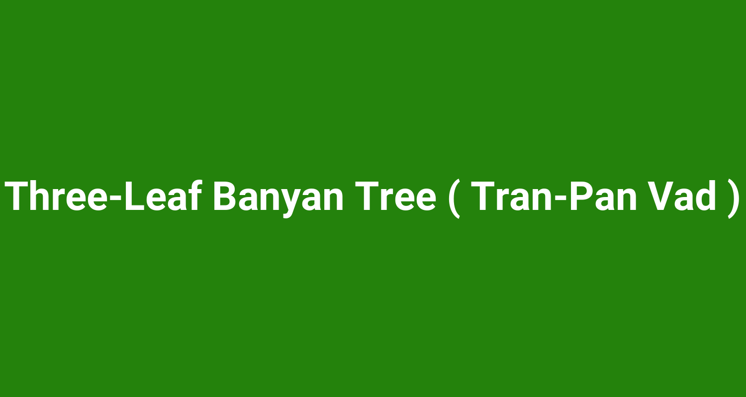 Three‑Leaf Banyan Tree ( Tran‑Pan Vad )