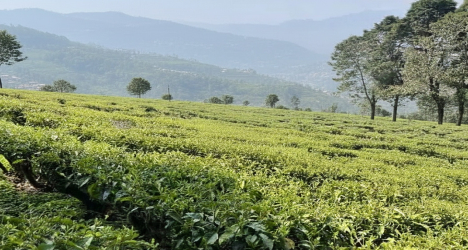 Tea Garden View