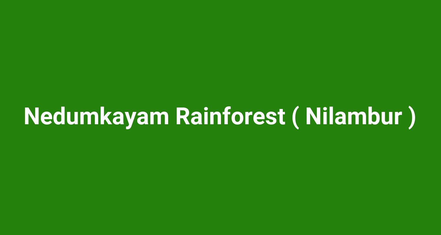 Nedumkayam Rainforest ( Nilambur )