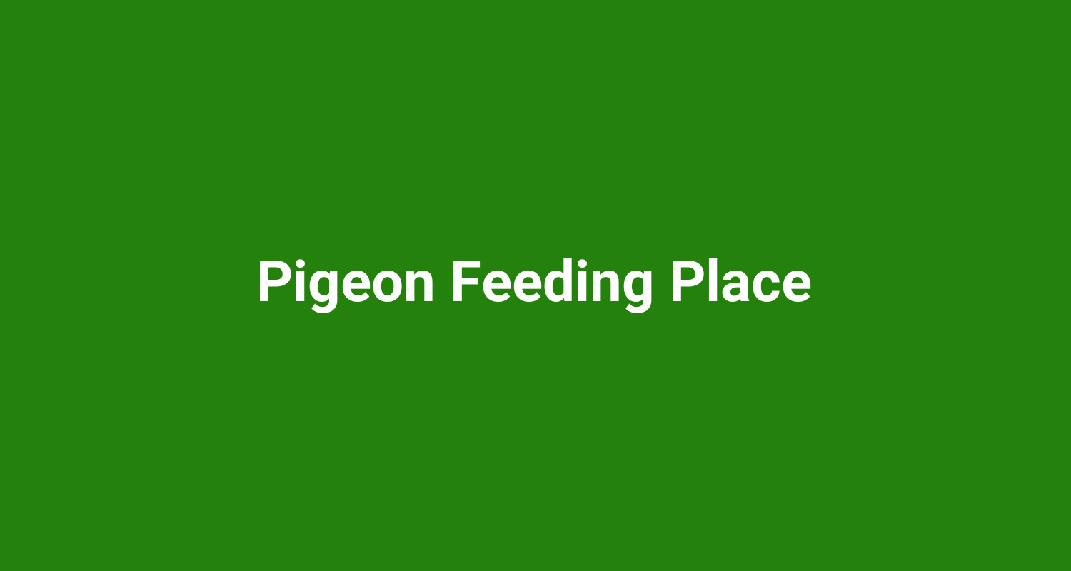 Pigeon Feeding Place